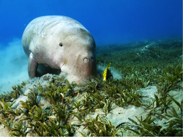 Kenali Dugong Lebih Lagi yuk..