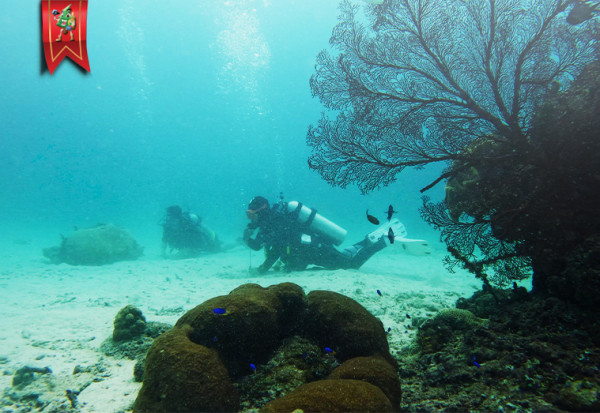 PADI Open Water Course with Blacktip Shark at Donggala